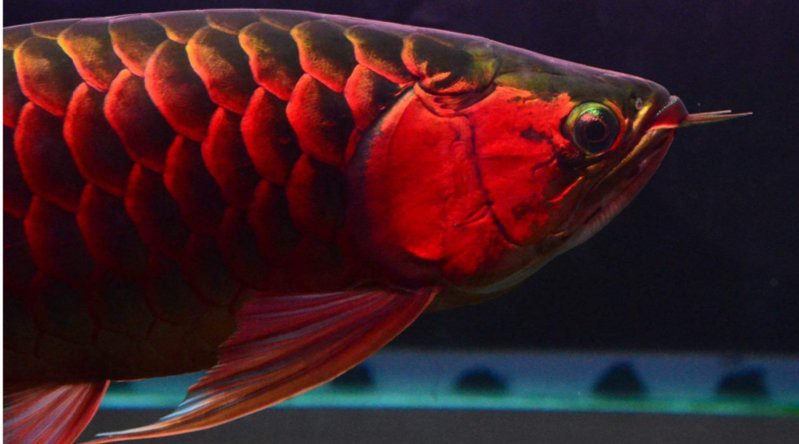 紅福龍魚圖片大全欣賞視頻教程 紅福龍魚圖片大全欣賞視頻教程 龍魚百科 第4張