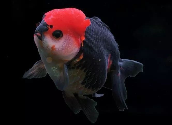 紅福龍魚圖片大全欣賞視頻教程 紅福龍魚圖片大全欣賞視頻教程 龍魚百科 第3張