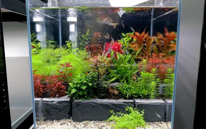 如何保持藍龍魚的水質穩定？