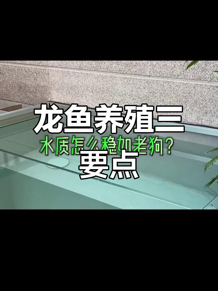 如何保持藍龍魚的水質穩定？
