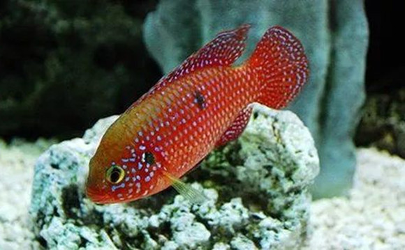 晉城哪里有定制魚缸的店啊多少錢一條（ 晉城買魚的地方）