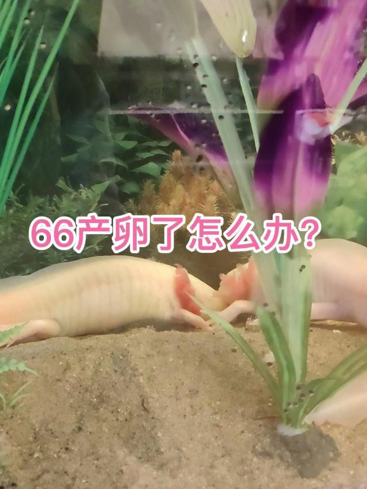 六角恐龍繁殖后如何護理？