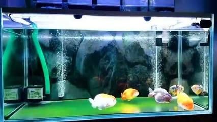 魚缸換水的注意事項和注意事項：換水后魚缸生態系統對魚缸生態系統的構建了解魚缸生態系統 魚缸換水的注意事項和注意事項：換水后魚缸生態系統對魚缸生態系統的構建了解魚缸生態系統 魚缸百科 第2張