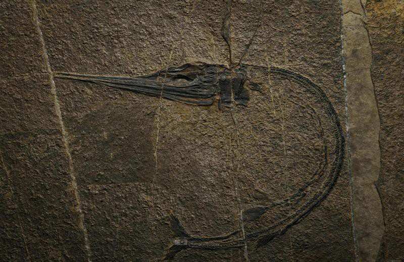 體型較小的龍魚