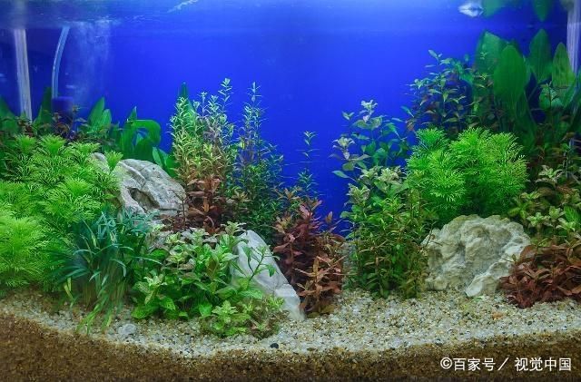 觀賞魚缸水草種類及養殖注意事項：觀賞魚缸中的水草種類