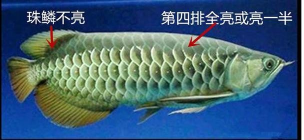 龍魚品相圖解有哪些？
