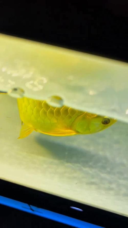 龍魚品相圖解有哪些？