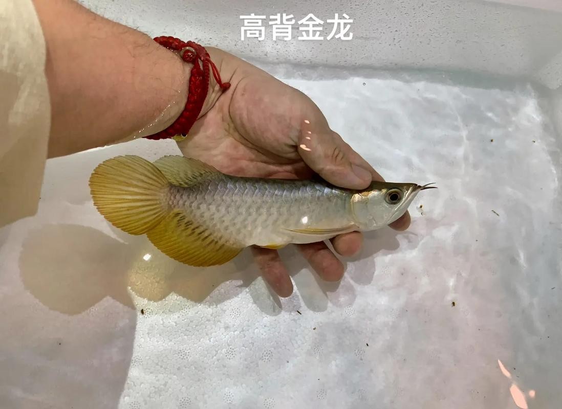 龍魚品相圖解有哪些？