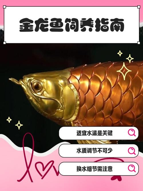 龍魚品相圖解有哪些？