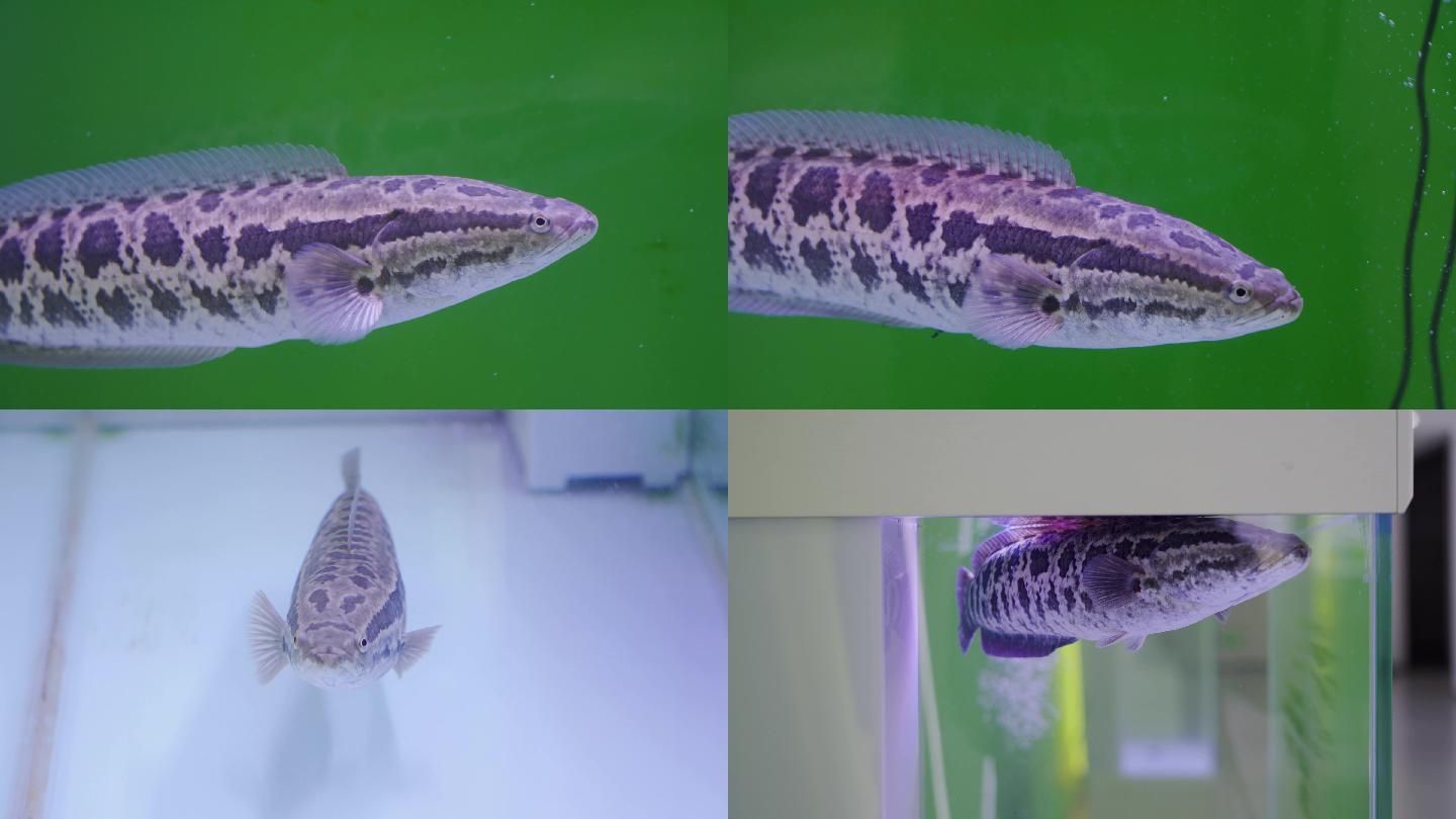 黑魚在魚缸怎么養好（關于黑魚在魚缸中的養殖建議）