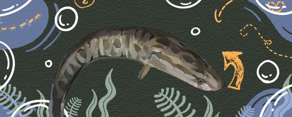 黑魚在魚缸怎么養好（關于黑魚在魚缸中的養殖建議）