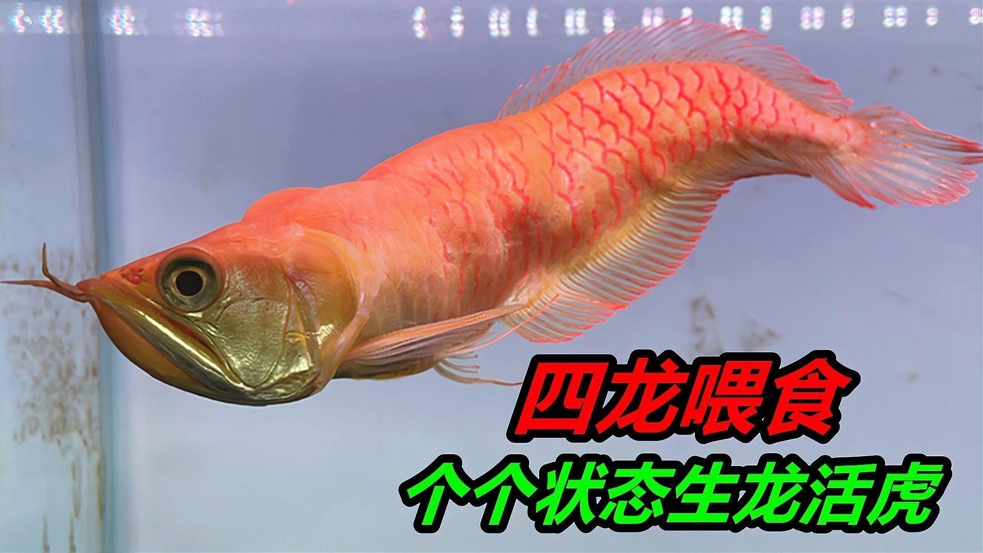 龍魚怎么訓食飼料