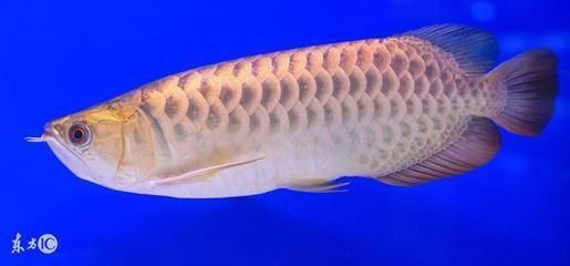 龍魚被咬了怎么處理好：被龍魚咬傷并出血怎么辦