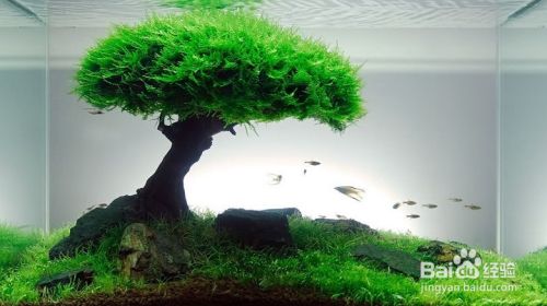 魚缸多久全換水比較好（夏季魚缸換水注意事項）