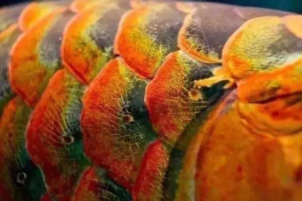 西寧市城西區(qū)魚翔淺底觀賞魚店