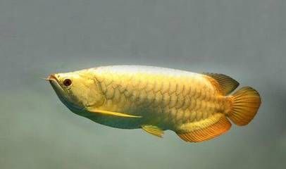 在家里養多少條金龍魚風水很好（養金龍魚的風水講究）