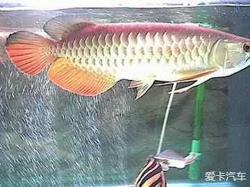 什么叫練手龍魚：\"練手龍魚品種有哪些