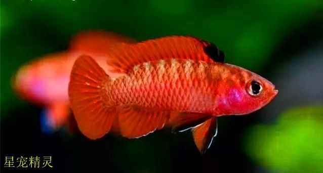 龍魚用什么顏色的燈比較好看點：養龍魚時選擇正確的燈光非常重要，適當的燈光不僅可以提高觀賞價值