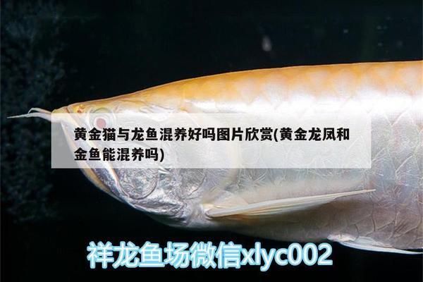 黃金貓魚混養食物選擇：黃金貓魚與多種魚類共生飼養策略