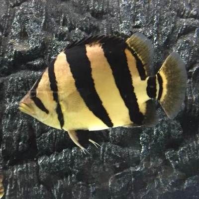 黃金貓魚混養食物選擇：黃金貓魚與多種魚類共生飼養策略