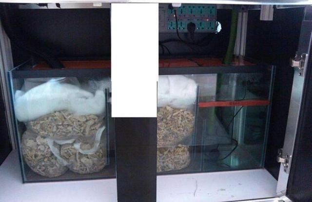 如何調節刀魚缸內pH值：如何調節刀魚缸ph值