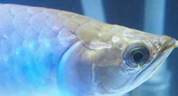 如何判斷古典金龍魚是否缺乏營養？