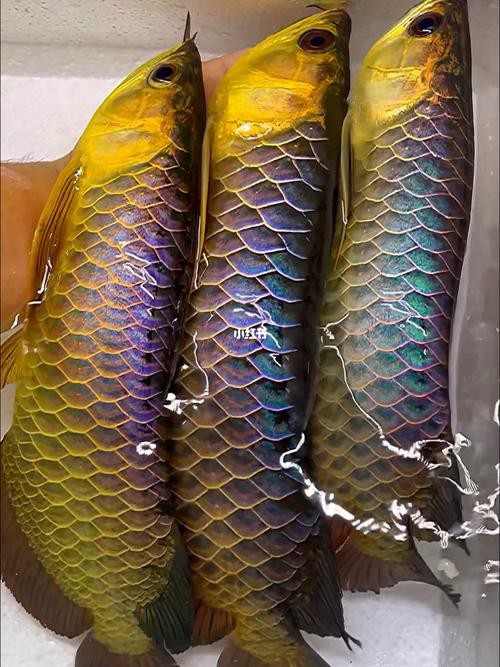 如何判斷古典金龍魚是否缺乏營養？