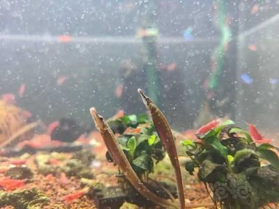 龍魚是海水還是淡水養殖：關于龍魚淡水養殖的一些詳細信息