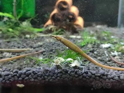龍魚是海水還是淡水養殖：關于龍魚淡水養殖的一些詳細信息