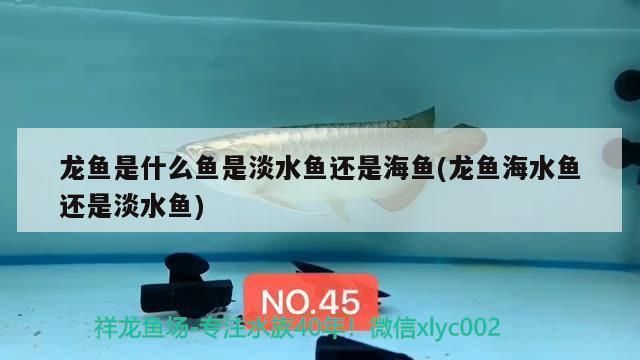龍魚是海水還是淡水養殖：關于龍魚淡水養殖的一些詳細信息