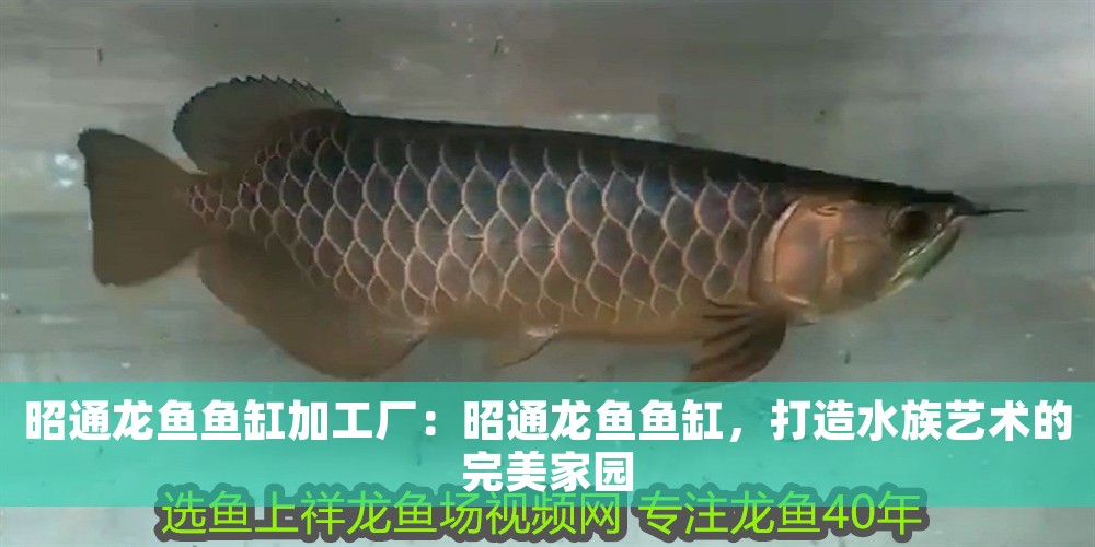 昭通龍魚魚缸加工廠：昭通龍魚魚缸，打造水族藝術的完美家園