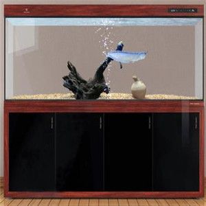 可麗愛魚缸咋樣（可麗愛魚缸外觀設計由業界精英與國外設計團隊共同研發）
