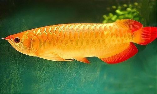 百萬金龍魚圖片高清