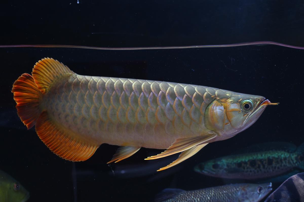 百萬金龍魚圖片高清