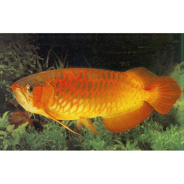 百萬金龍魚圖片高清