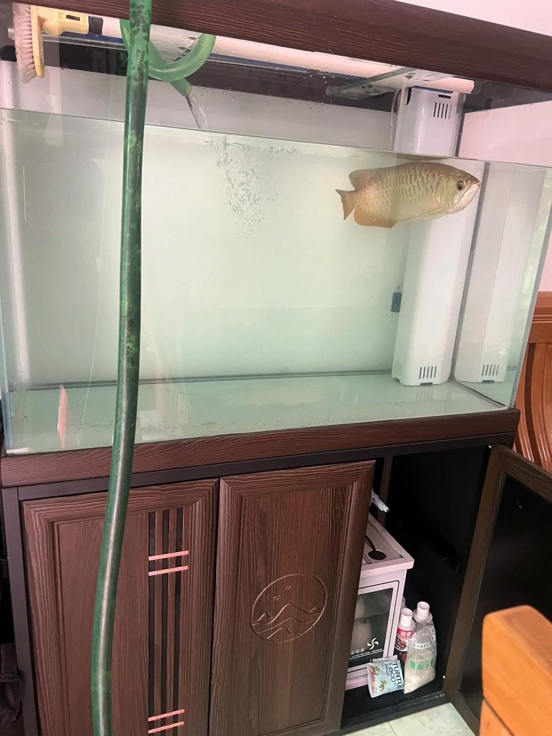 銀龍魚可以喂小魚苗嗎圖片欣賞