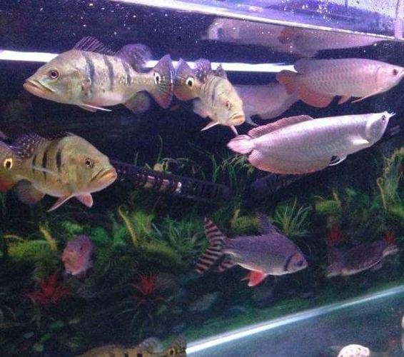 銀龍魚可以喂小魚苗嗎圖片欣賞