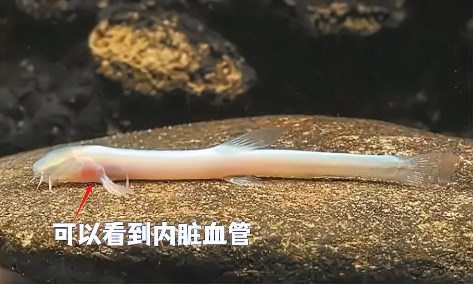 桂林龍魚來源于那里