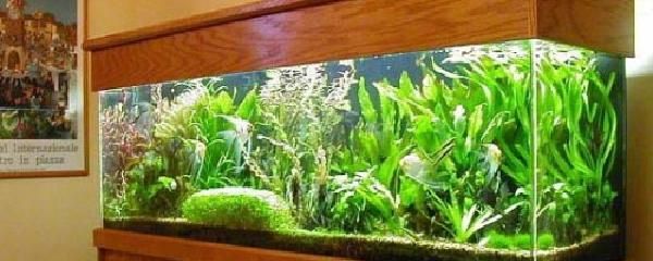 怎么讓魚(yú)缸的水保持清澈（怎么讓魚(yú)缸的水保持清澈，）