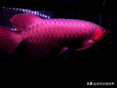 龍魚缸怎么布置風(fēng)水好:龍魚缸如何布置風(fēng)水 魚缸百科 第4張 龍魚缸怎么布置風(fēng)水好:龍魚缸如何布置風(fēng)水 龍魚缸怎么布置風(fēng)水好:龍魚缸如何布置風(fēng)水 魚缸百科 第4張