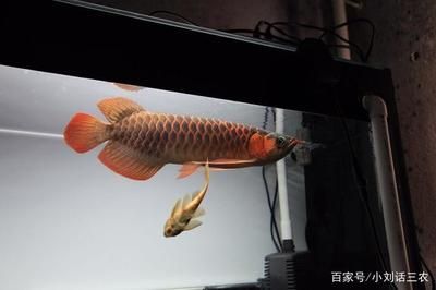 紅龍魚的須子斷了，還能長出來嗎？：紅龍魚的須子斷了還能長出來嗎紅龍魚的須子斷了還能長出來嗎