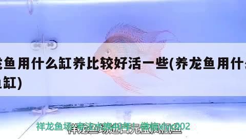 龍魚適合什么缸養好：關于龍魚適合的魚缸選擇