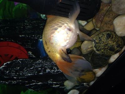 魚缸地面傾斜的處理方法：養魚學問大揭秘養魚學問大揭秘養魚學問大揭秘養魚學問大揭秘