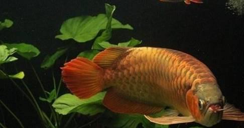 焦作市解放區豐收路春香觀賞魚經銷部（焦作市解放區豐收路春香觀賞魚經銷部電話）