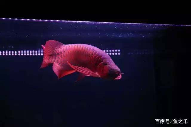 沈陽市和平區(qū)峻瑀水族館（沈陽市和平區(qū)峻瑀水族館電話）