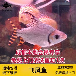 飛鳳魚繁殖技巧詳解飛鳳魚繁殖技巧詳解：飛鳳魚與其他觀賞魚混養指南