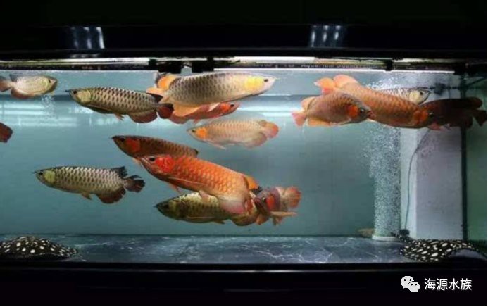 如何選擇適合與龍魚混養的底層魚？