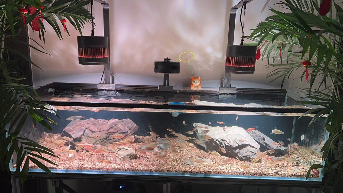 魚缸gh怎么降低：如何降低魚缸gh值