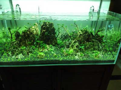 魚缸gh怎么降低：如何降低魚缸gh值