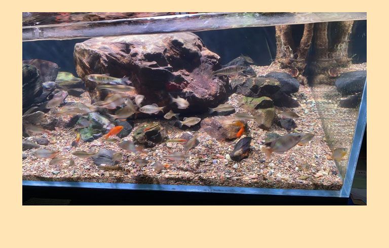 魚缸gh怎么降低：如何降低魚缸gh值